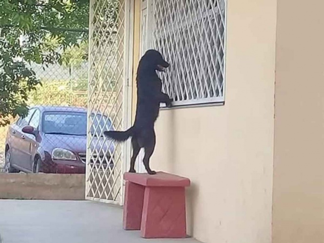 Perro caminó hasta escuela para ver a su dueño