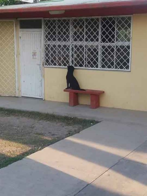 Perro caminó hasta escuela para ver a su dueño