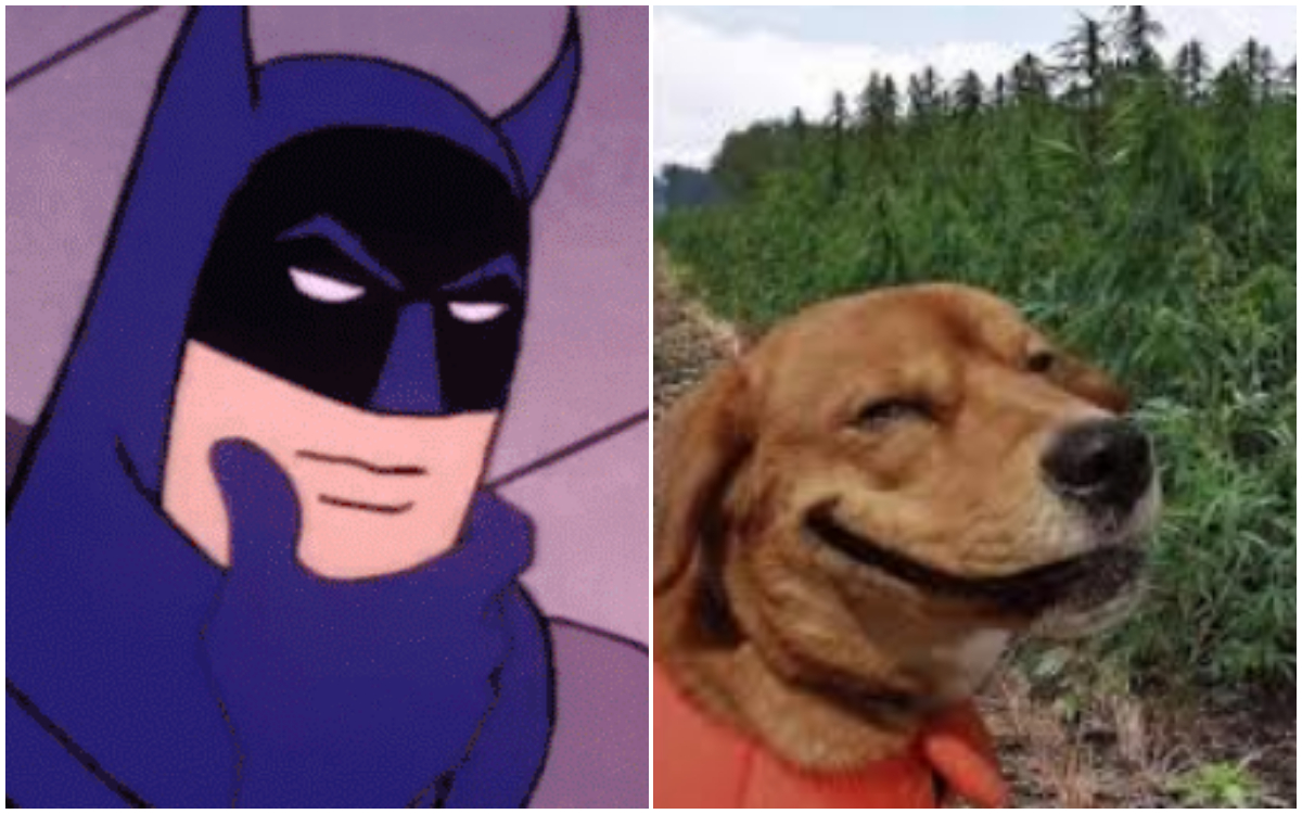 Perro da positivo en drogas tras paseo en el parque