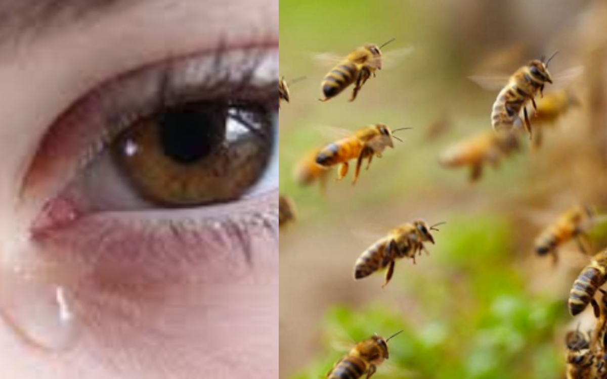 Encuentran en el ojo de una mujer a abejas VIVAS
