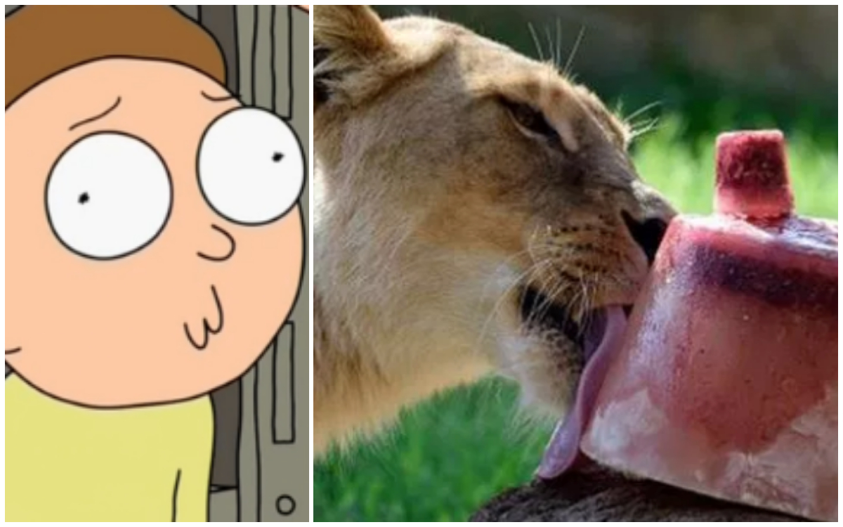 Con paletas heladas animales del zoolÃ³gico alivian el calor