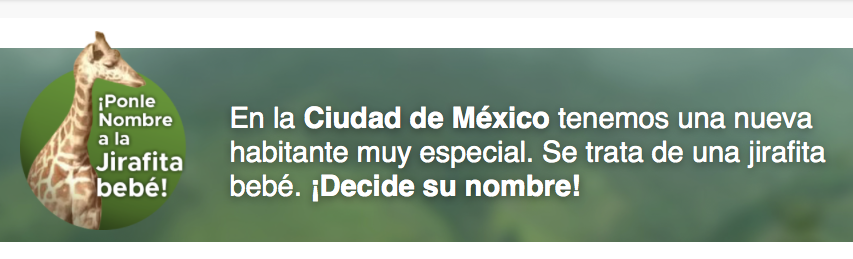 Nombres para la nueva jirafa de la CDMX