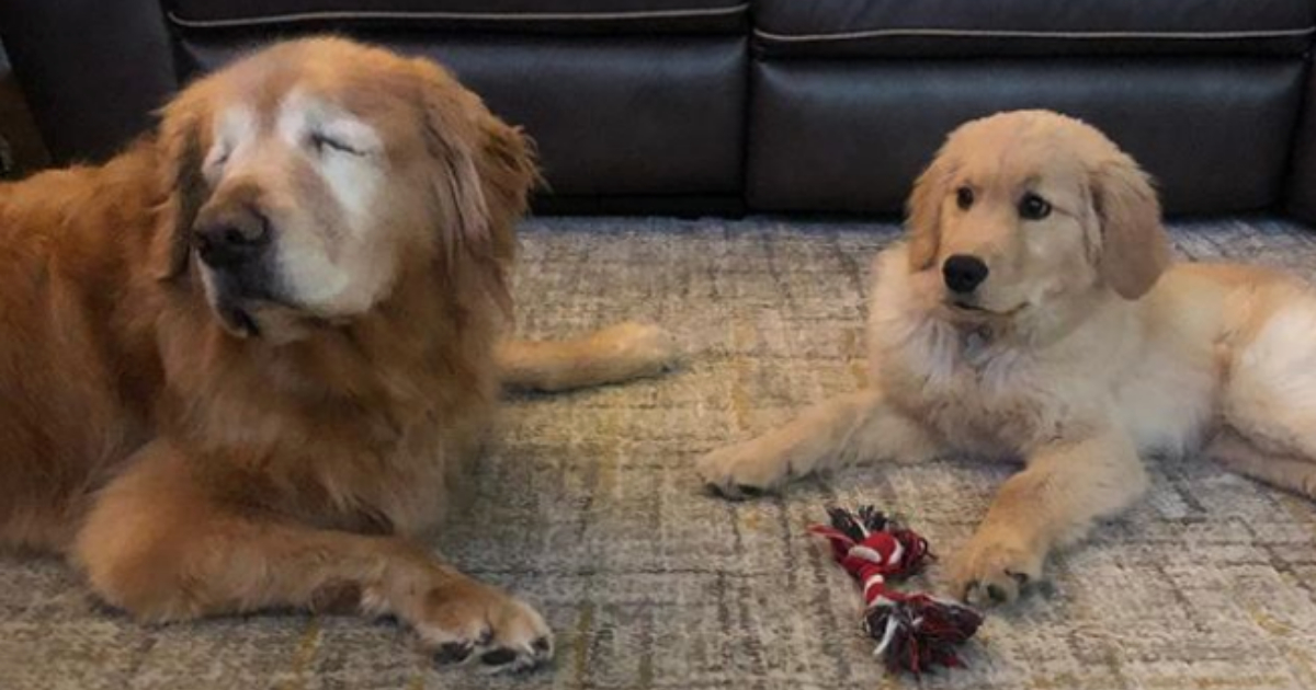 Historia Charlie Y Maverick, Perrito Lazarillo, Perro Cachorro, Perro Lazarillo, Perro Ciego, Golden Retriever