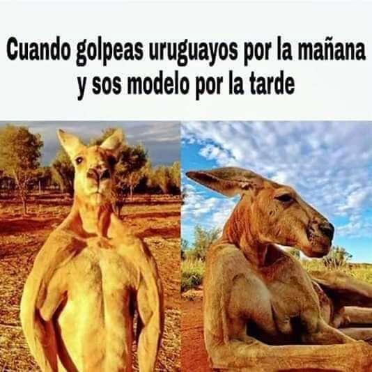 Memes de la guerra entre uruguayos y canguros