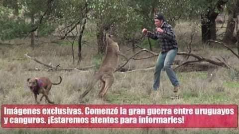 Memes de la guerra entre uruguayos y canguros