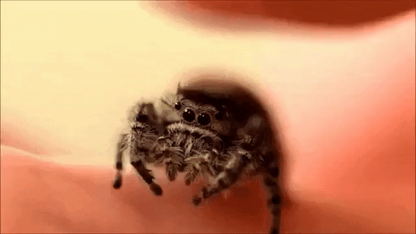 Mujer estrella su coche porque encontró una araña en el interior