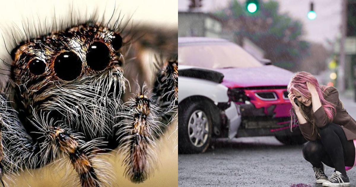 Aracnofóbica ve una araña y estrella su auto contra un árbol