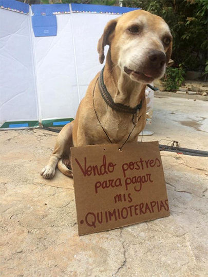 Perro vende postres para pagar su quimioterapia