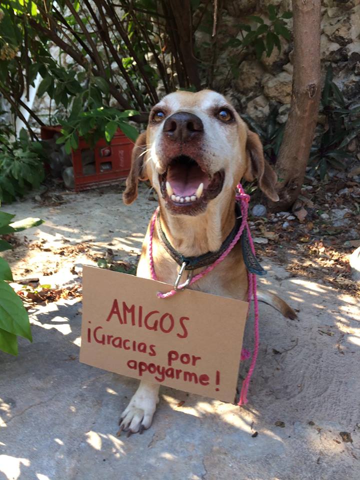 Perro vende postres para pagar su quimioterapia