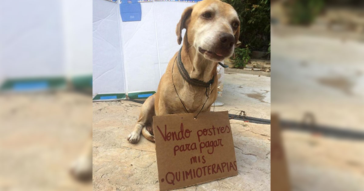 Perrito Vende Postres Para Pagar Qumioterapias, Quimioterapias Para Perro, Perros, Perrito Vende Postres, Quimioterapias, Campeche