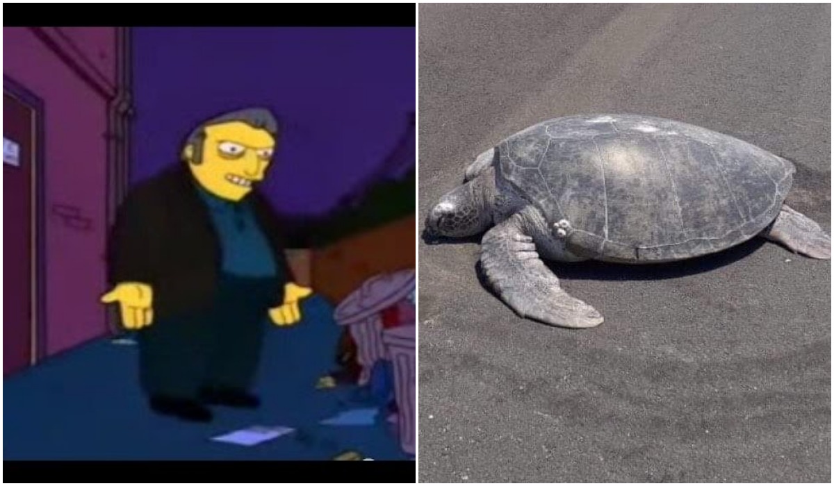 Foto Tortuga Playa Desovar Aeropuerto 13 Abril 2019