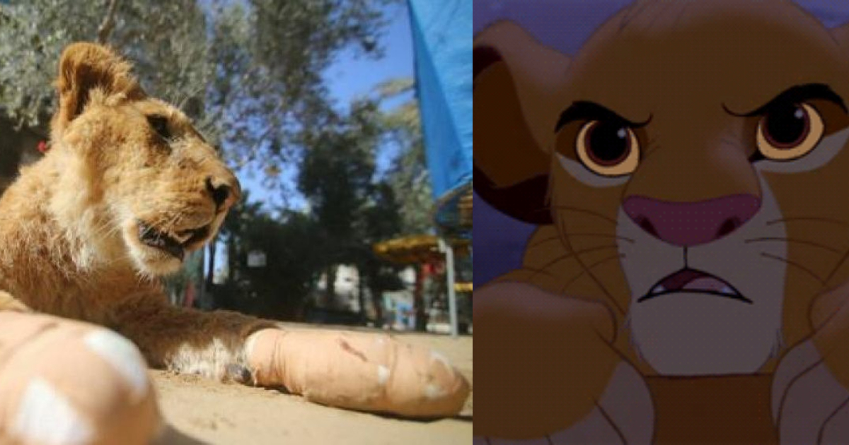 Le Quitan Garras A Cachorro De León, Quitan Las Garras A León, Mutilan A León En Zoológico, Mutilan, León, Zoológico
