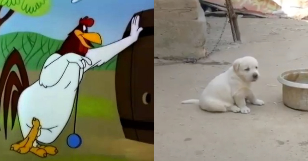 Perrito Intenta Cacarear Como Gallo, Perrito Intenta Hacerle Como Gallo, Perrito Imita A Gallo, Perros, Perrito, Gallo