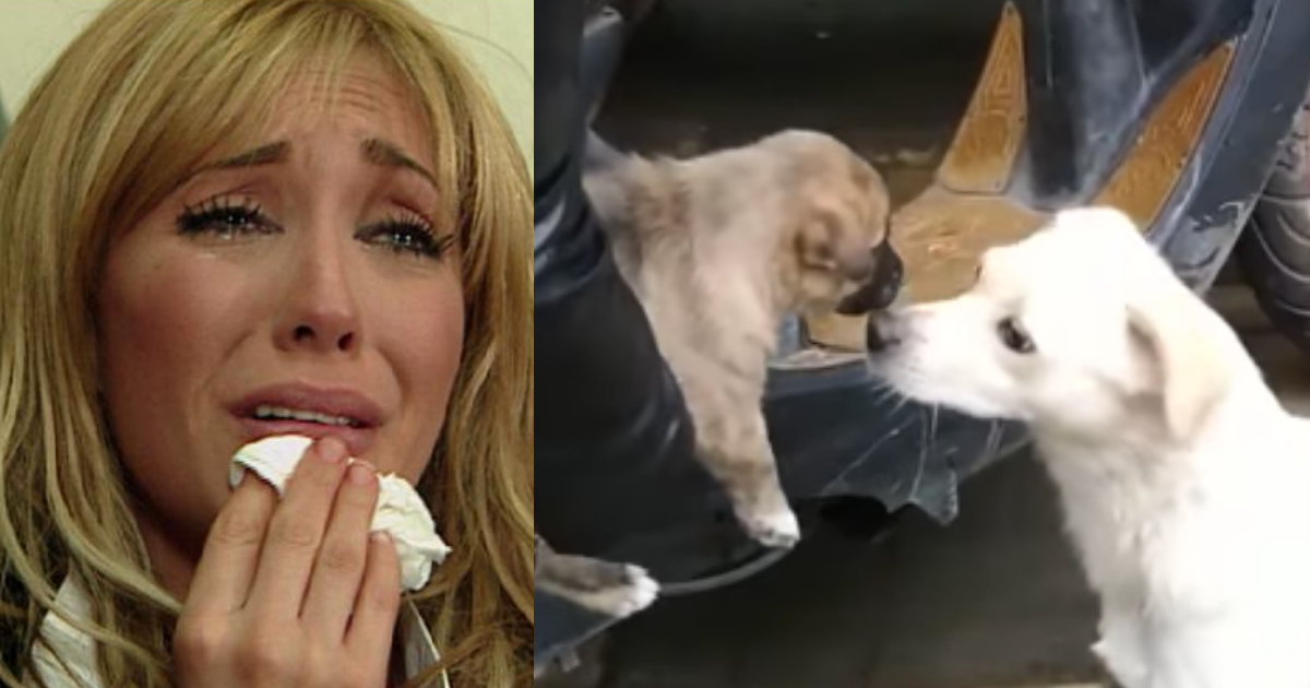 Video Perro Se Despide Cachorro Adoptado, Adoptan Cachorro Perro Se Despide, Perro, Despide, Cachorro, Adoptado
