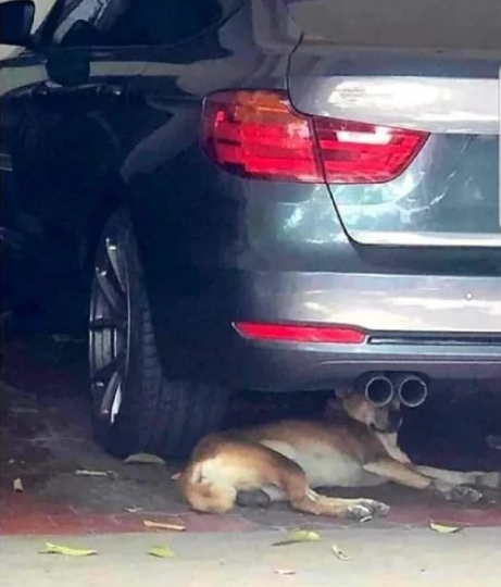 Elo Mito: recuento de videos y fotos de perros