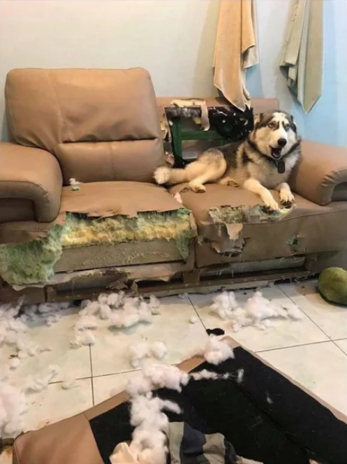 Viernes de animales: recuento semanal de videos y fotos