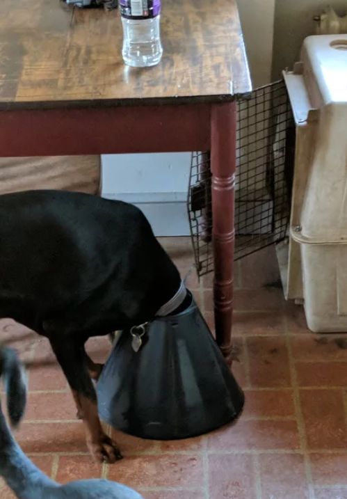 Viernes de animales: recuento semanal de videos y fotos