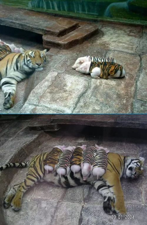Viernes de animales: recuento semanal de videos y fotos