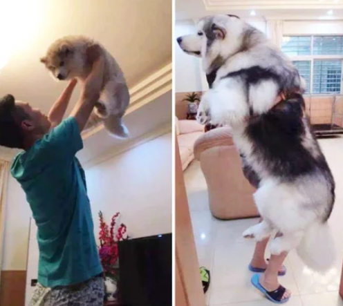 Viernes de animales: recuento semanal de videos y fotos