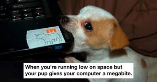 Elo Mito: recuento de videos y fotos de perros