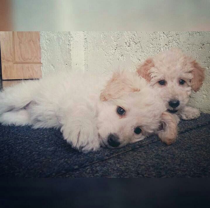 Viernes de animalitosbebé para curarte la drepresión