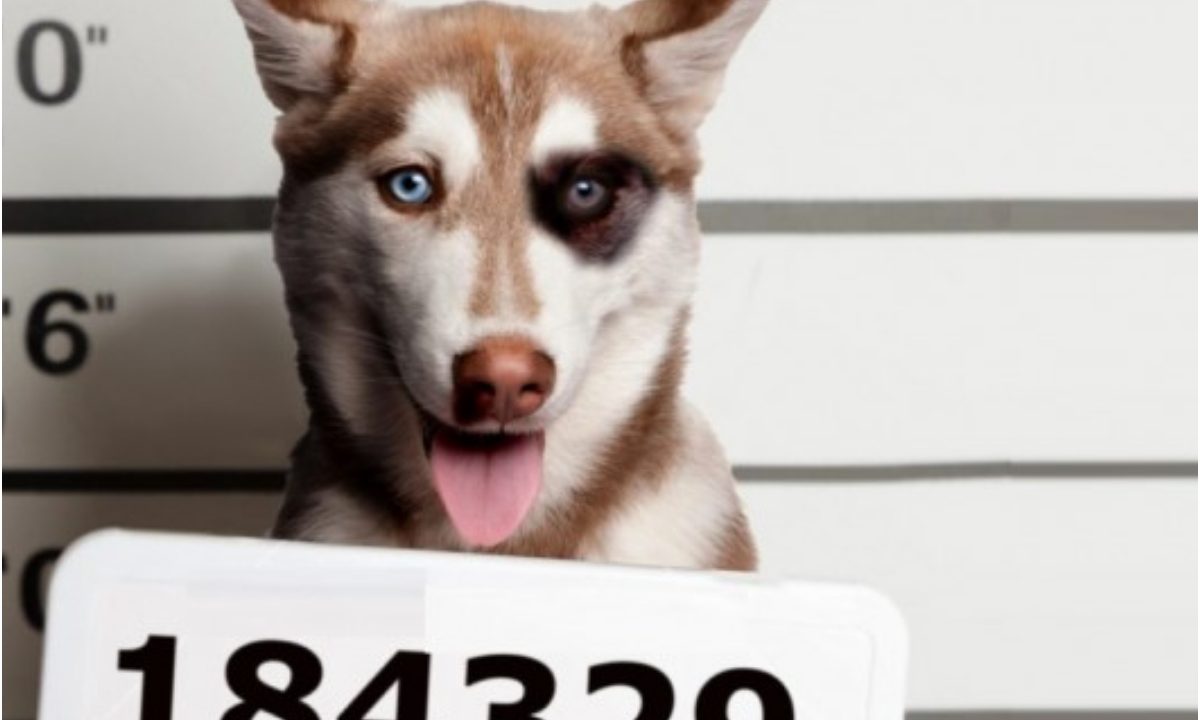 Este perrito fue detenido y llevado al ministerio