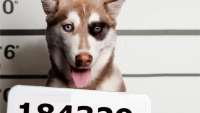 Este perrito fue detenido y llevado al ministerio