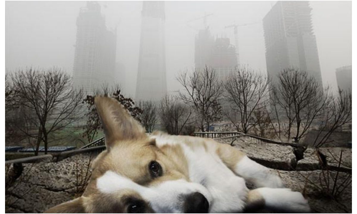mascotas durante la contingencia ambiental