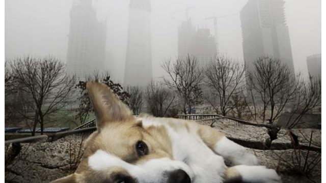 mascotas durante la contingencia ambiental