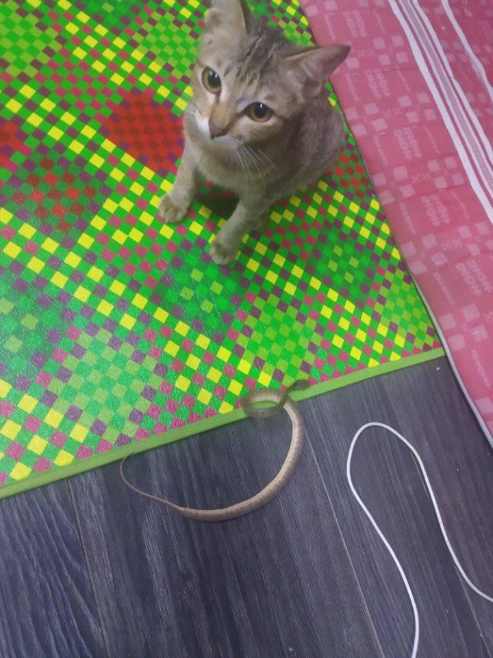 Gatito destruye audífonos y los repone con serpiente