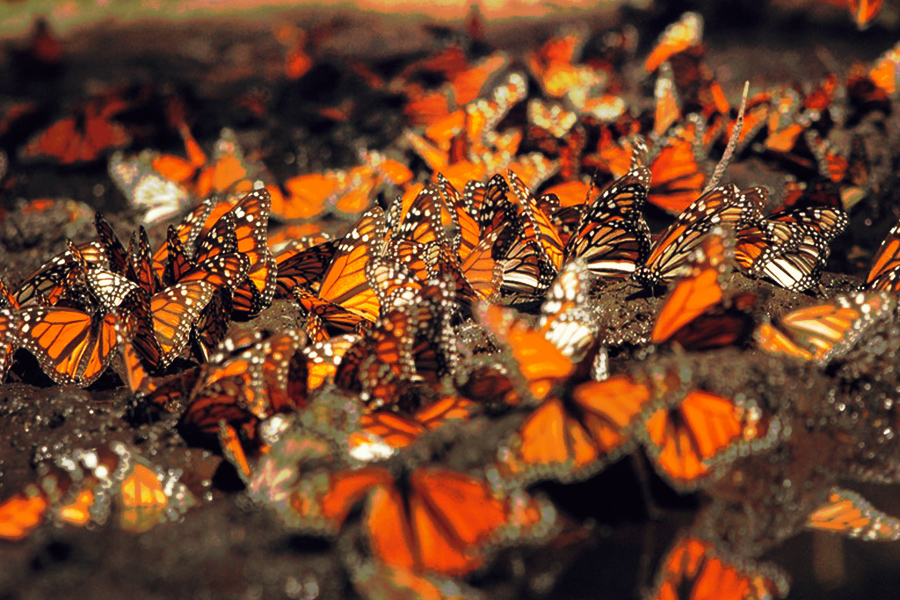 Talan árboles de mariposa monarca para sembrar aguacates