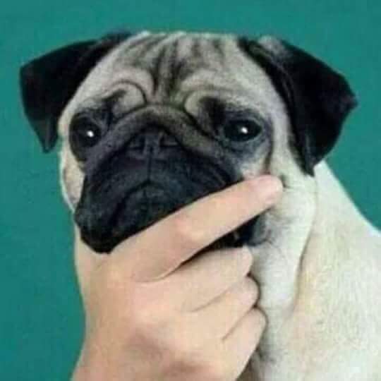 Elo Mito: recuento de videos y fotos de perros