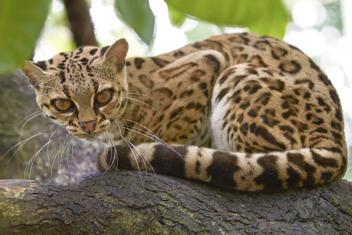 Amputan colmillos a ocelote bebé para que sea un "gato"