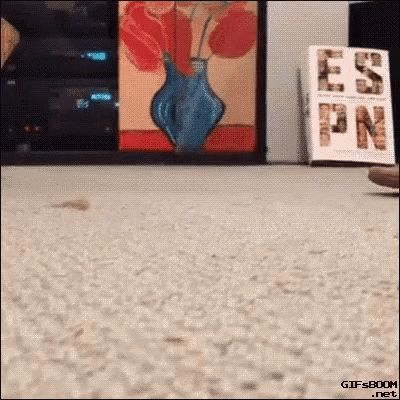 Gato destruye audífonos y los repone con serpiente