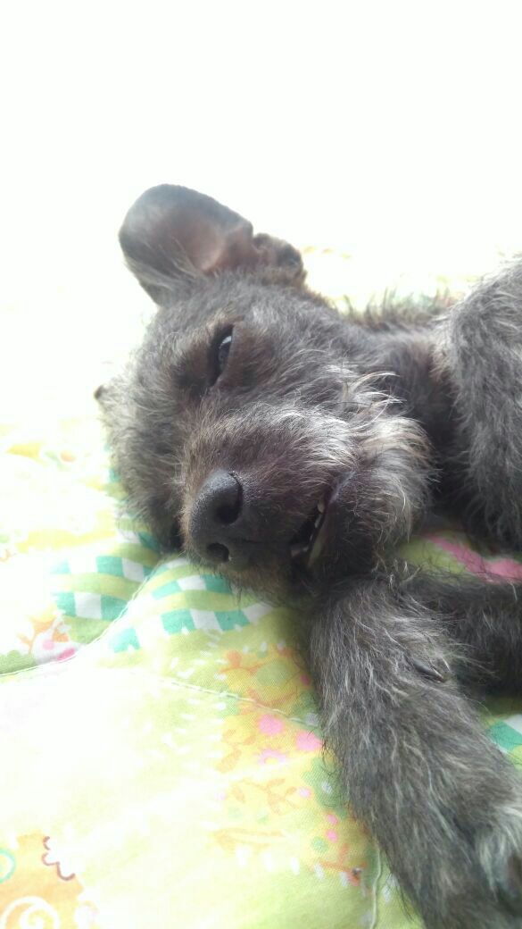 Viernes de animalitosbebé para curarte la drepresión