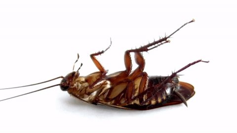 Llega el Cockroach Challenge
