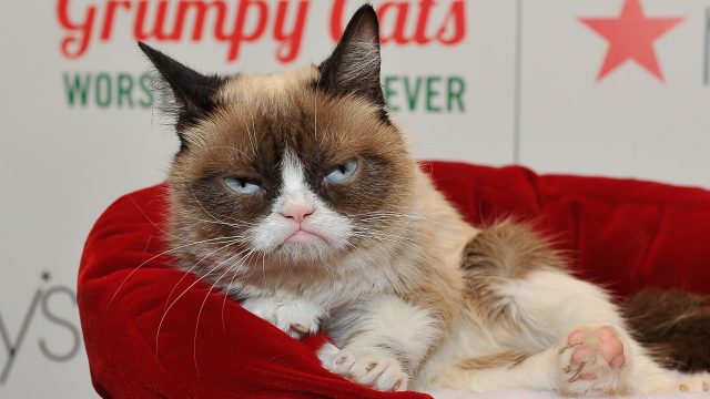 Muere Grumpy Cat, protagonista del meme del gato enojado