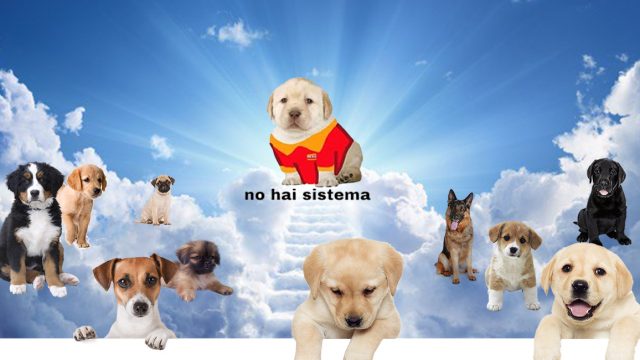 Elo Mito: recuento de videos y fotos de perros