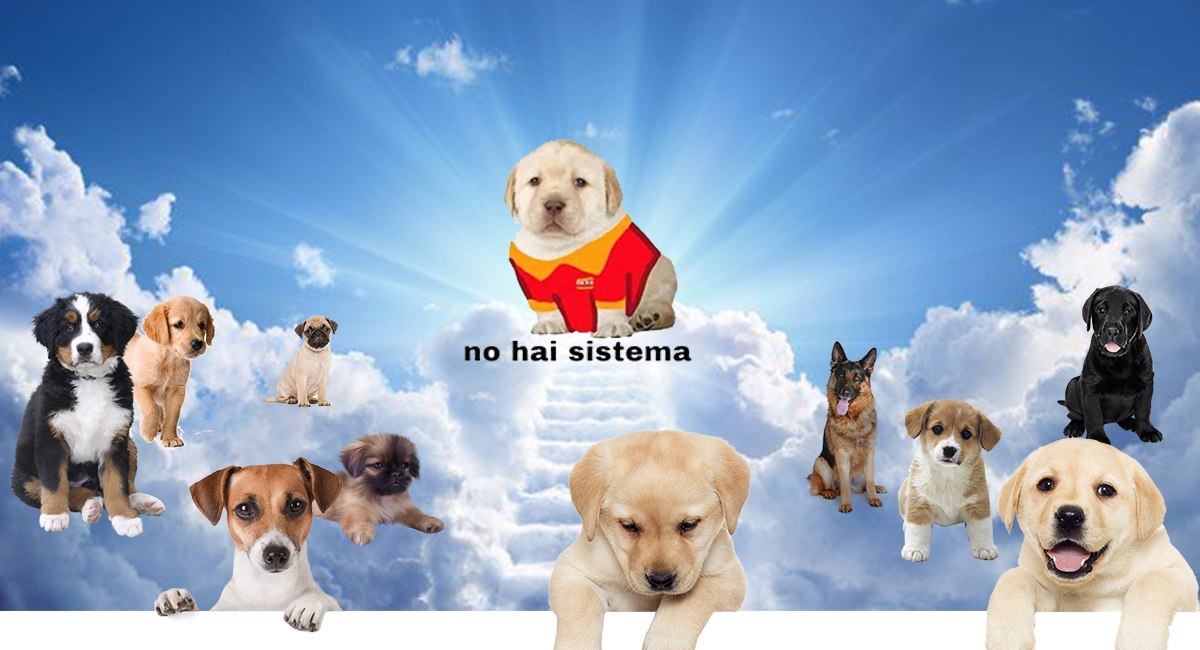 Elo Mito: recuento de videos y fotos de perros