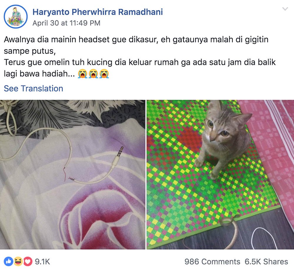 Gato destruye audífonos y los repone con una serpiente