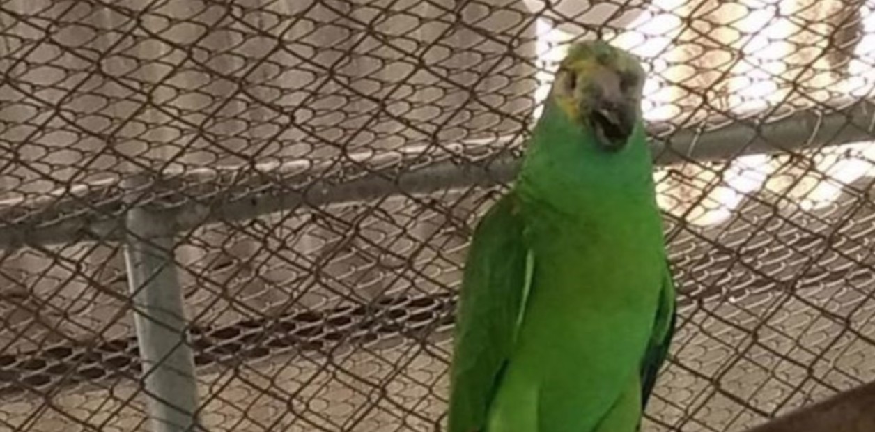 La historia del loro que fue baleado y secuestrado por narcos y sobrevivió