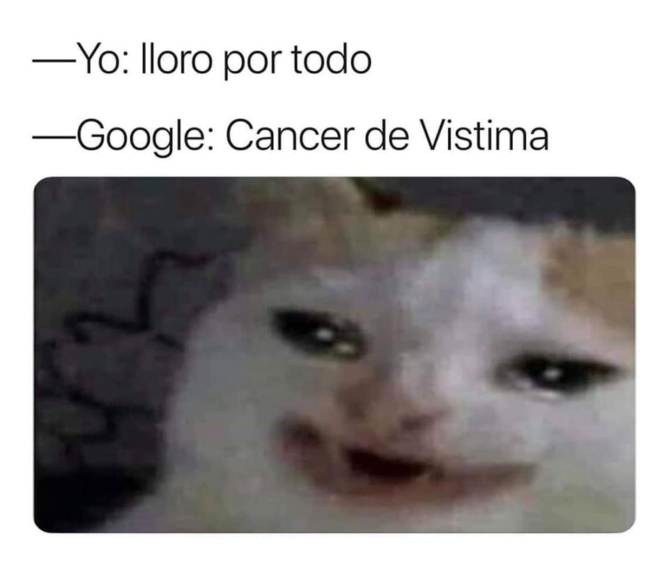 Memes del gato llorando Google