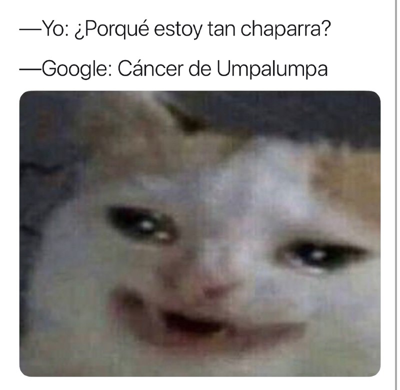 Memes del gato llorando Google