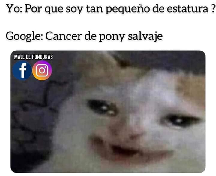 Memes del gato llorando Google