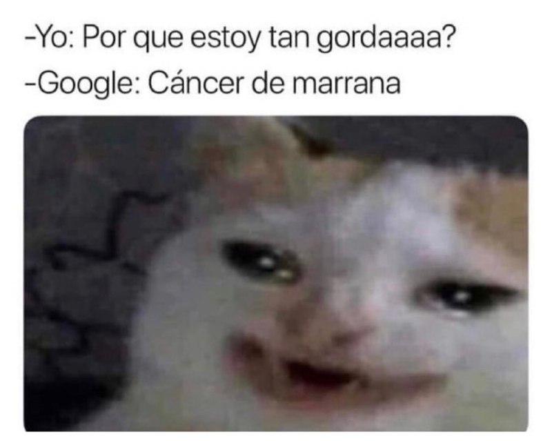 Memes del gato llorando Google