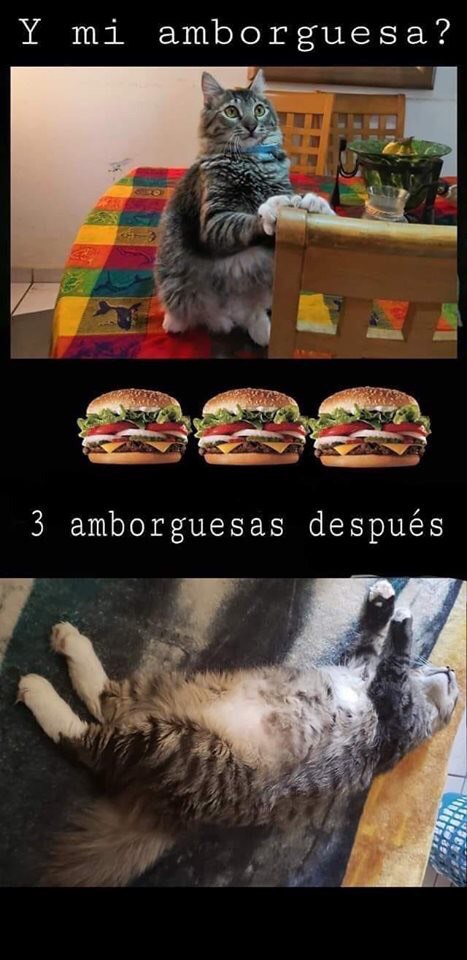 El origen y los memes de la anvorguesa