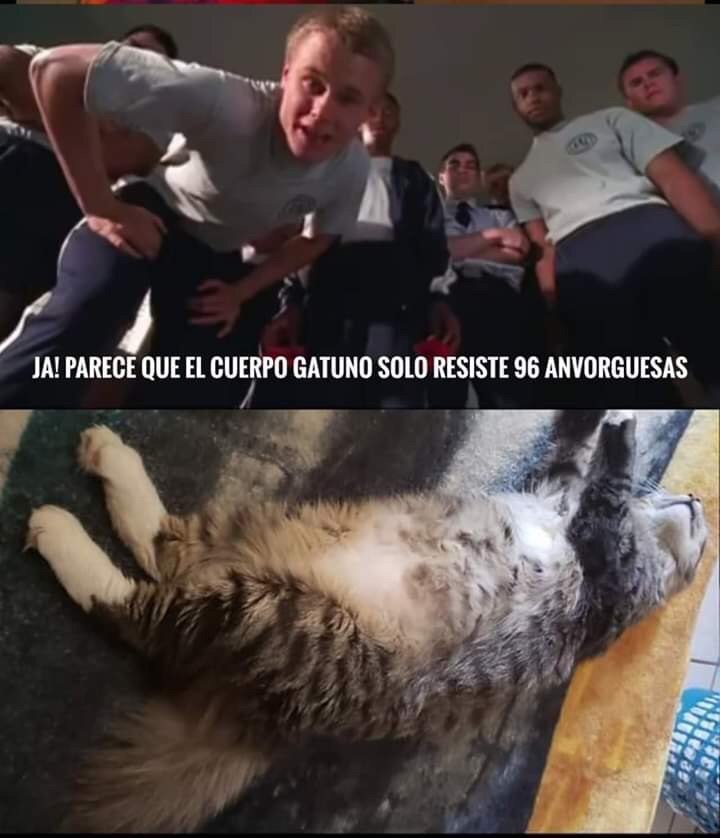 El origen y los memes de la anvorguesa