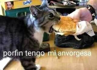 El origen y los memes de la anvorguesa