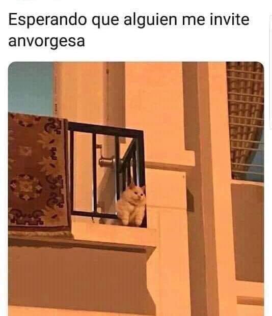 El origen y los memes de la anvorguesa