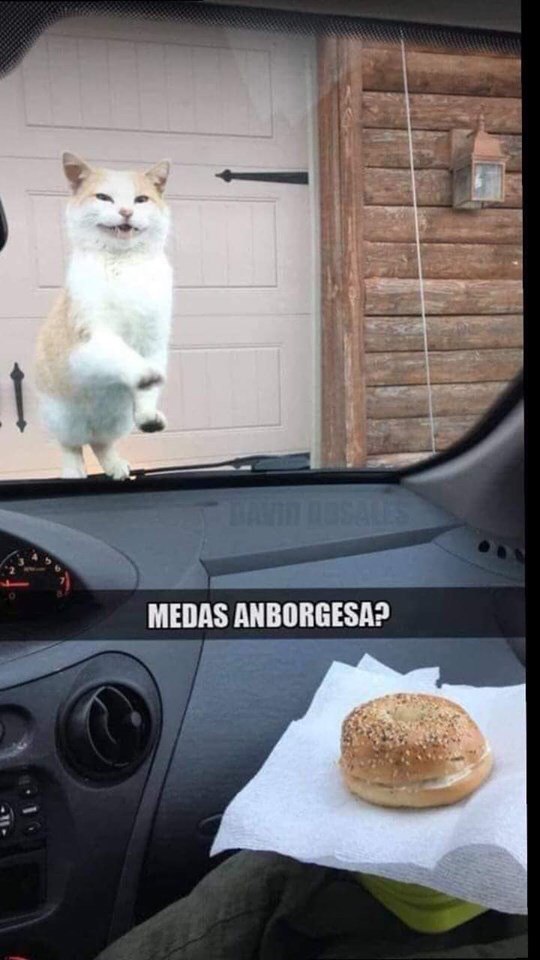 El origen y los memes de la anvorguesa